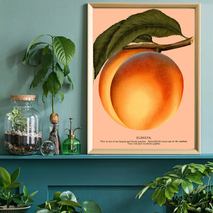 Large Vintage Elberta Peach Unframed Print
