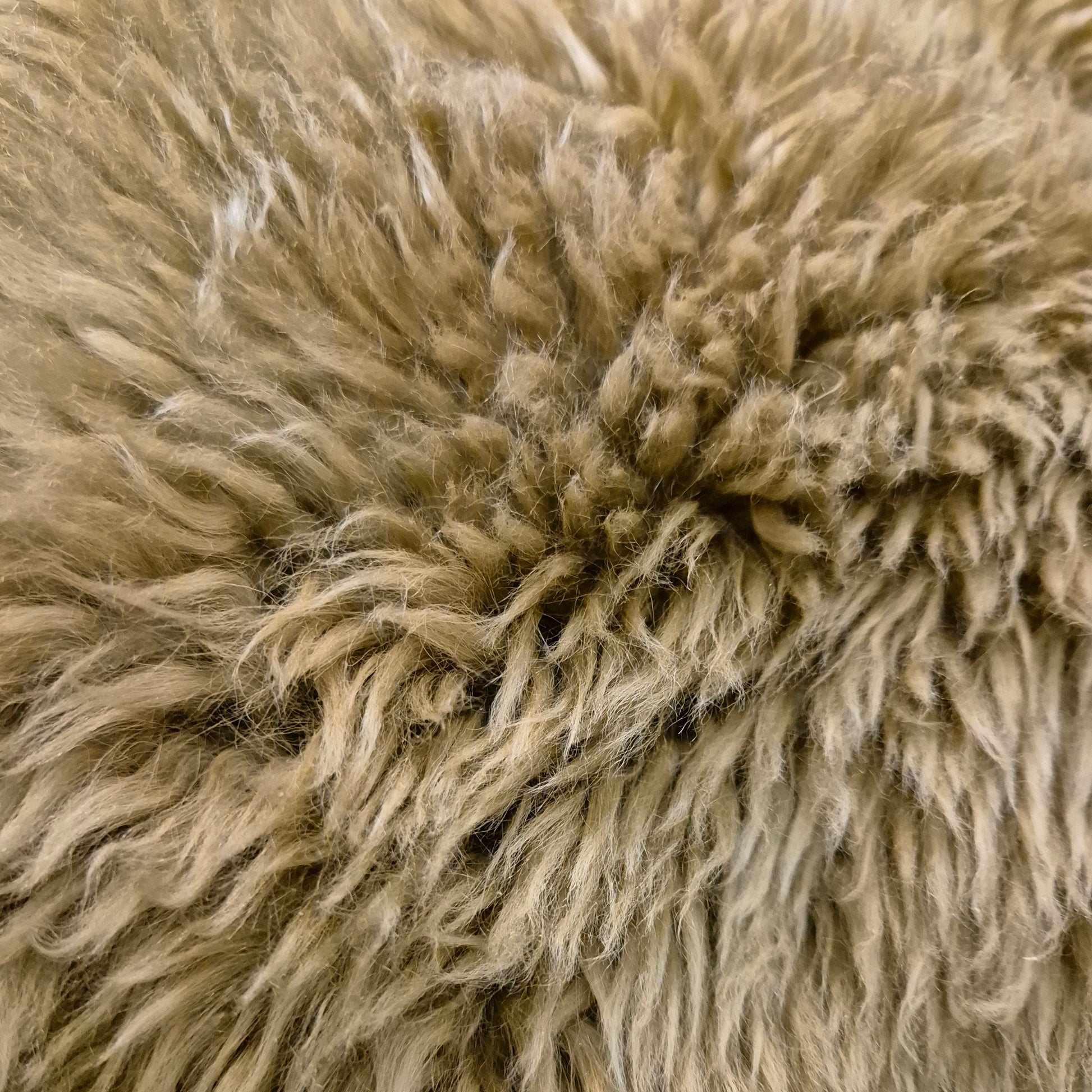 These sheepskins are short haired, curly and soft to the touch. Reminicent of childhood teddy bears.